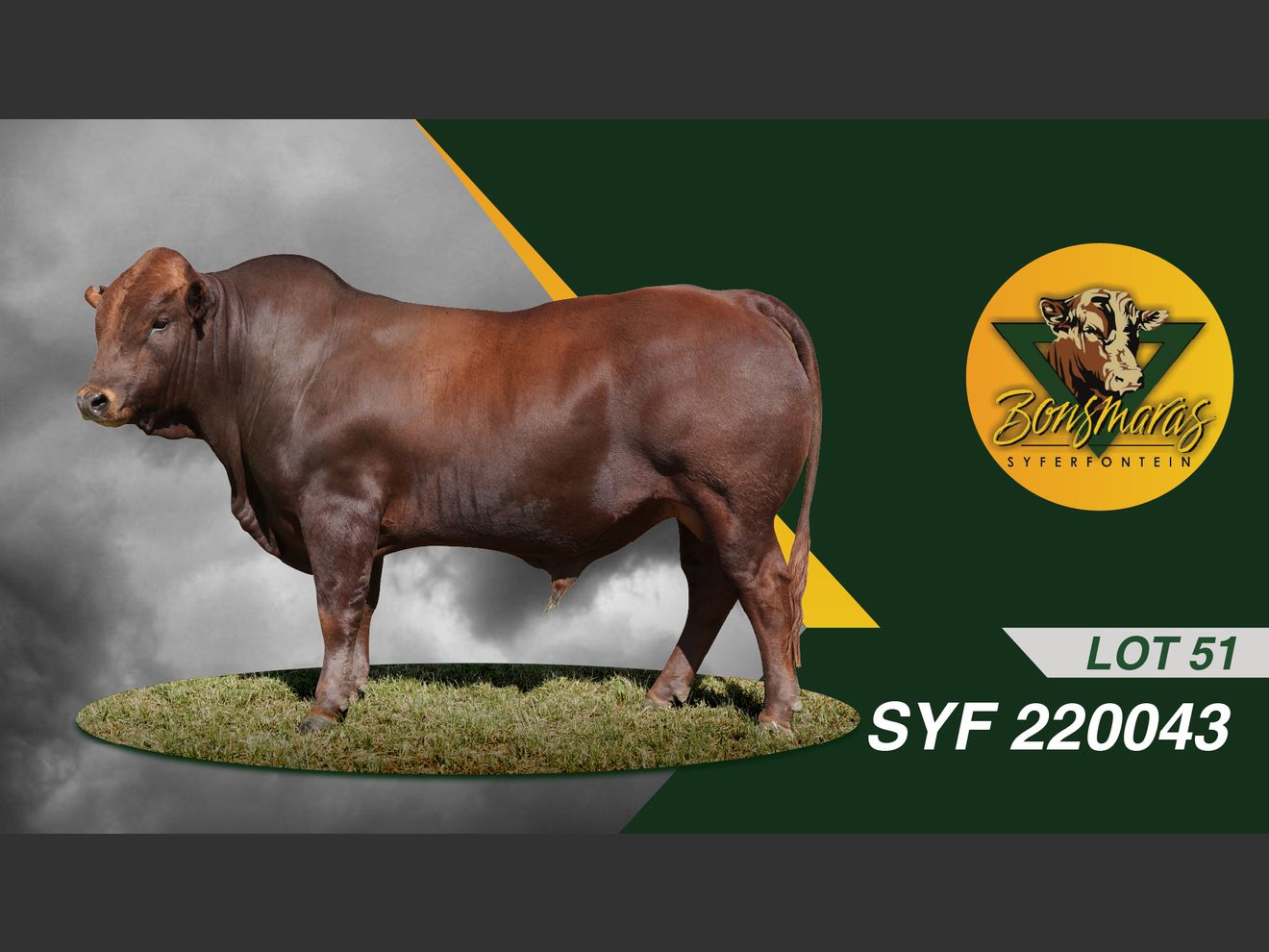 Lot 51 | SYFERFONTEIN BONSMARAS AUCTION | SwiftVEE | Livestock & Cattle ...