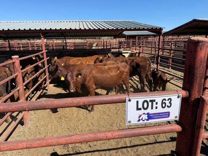 Commercial Animals | Mac Farms