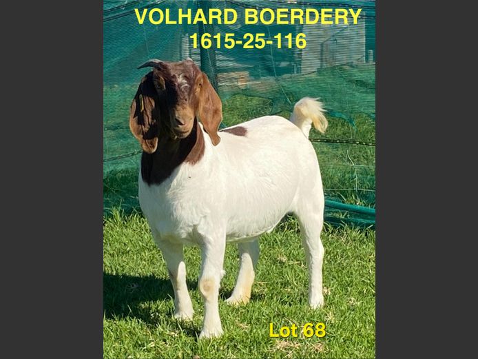1615-25-116 | Volhard Boerbokstoet