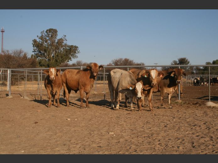 Commercial Animals