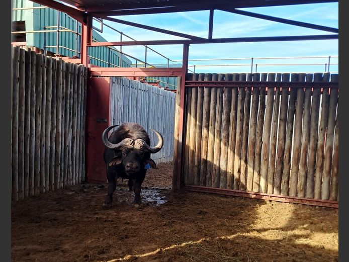 Buffalo Bull | SANParks - Addo Elephant National Park