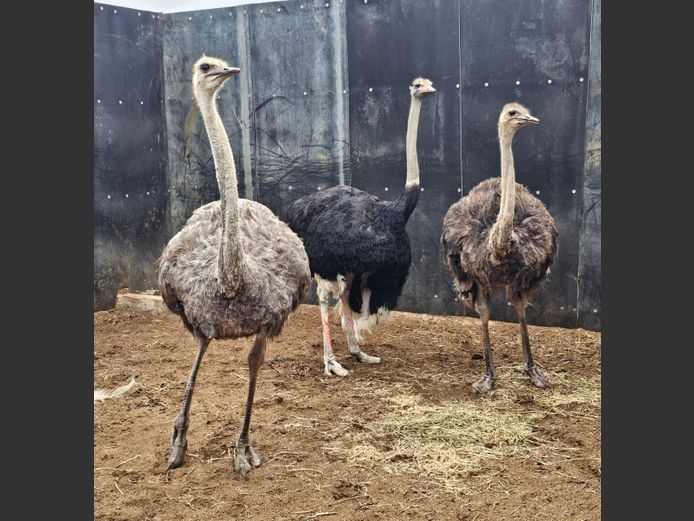 VOLSTRUIS | LITTLE HUT