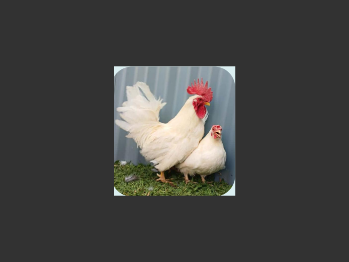 JAPANESE CHABO | ANNUAL MYTILUS AND ELOFF