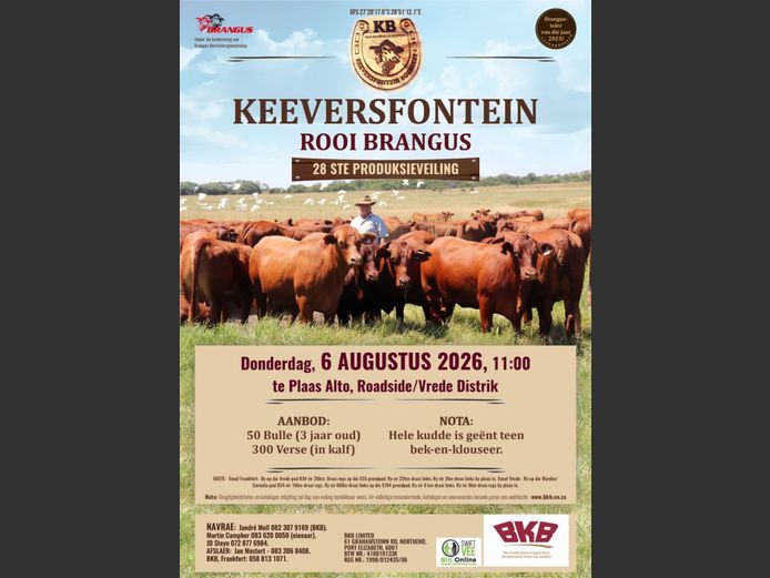 KEEVERSFONTEIN ROOI BRANGUS 28STE PRODUKSIEVEILING