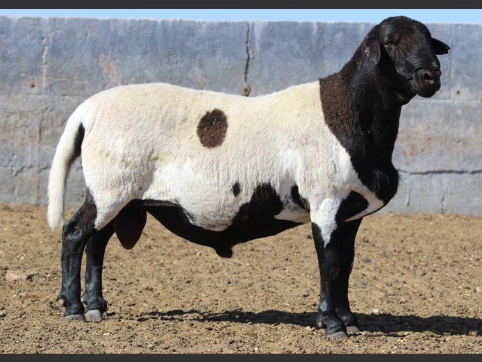 CRL 24.241 | Riaan Liebenberg - Hanri Meatmasters, Upington