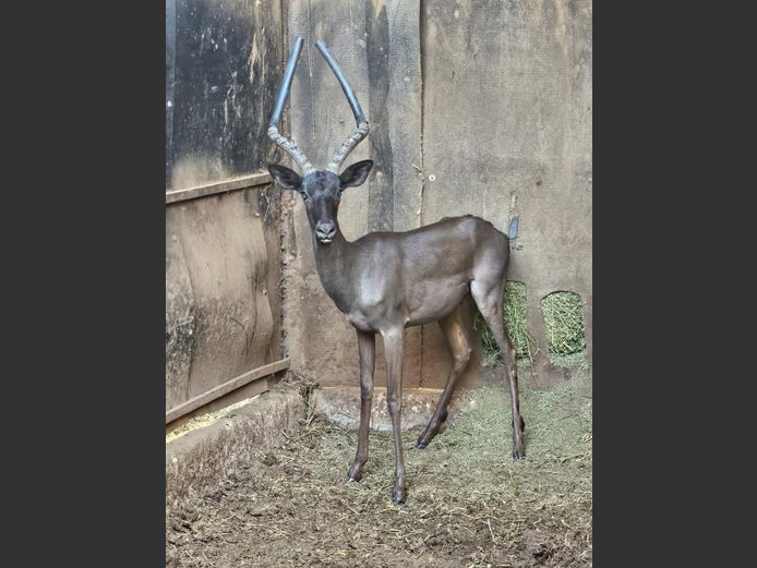 BLACK IMPALA | 3-SOUTH BDY