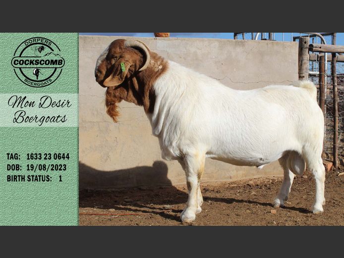 1633 23 0644 | Mon Desir Boergoats