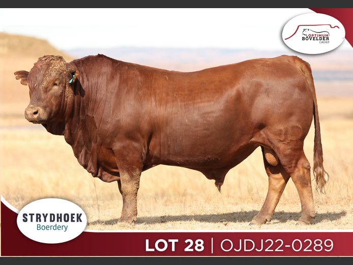 OJDJ22-0289