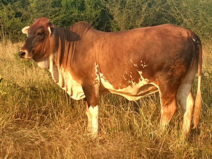 Commercial Animals | ZOUTPANSBERG BORANE