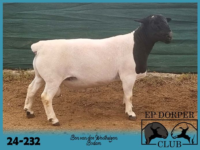 24-232 | Ben van der Westhuizen - Bodam