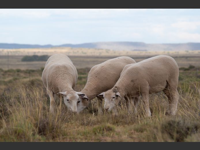 DZ 250108 | 2 STEYNS BOERDERY