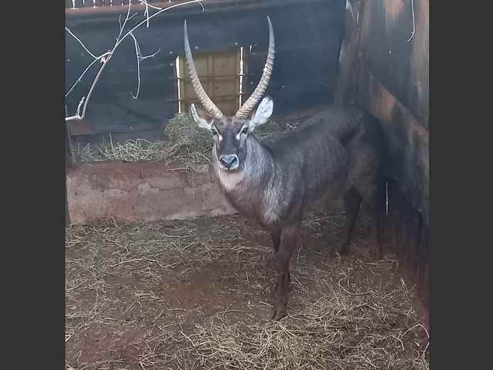 WATERBUCK | RHINO