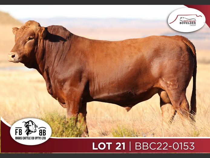 BCC-22-153