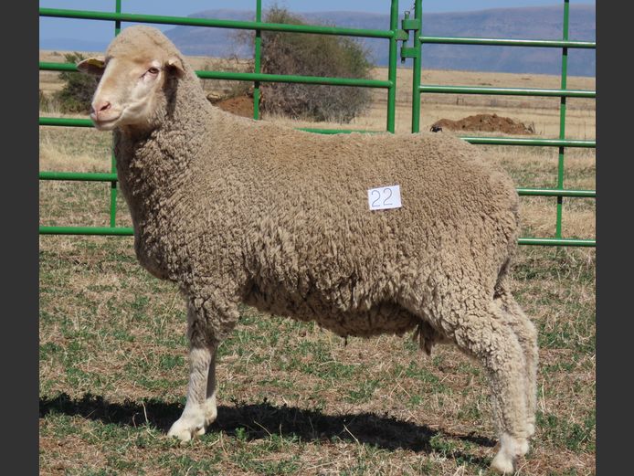 125 | Rooipoort Poenskop Merinos                
