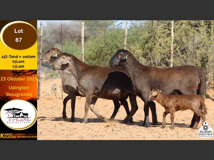 PS 87A | Peter & Christia Scholtz - Vrede Meatmasters