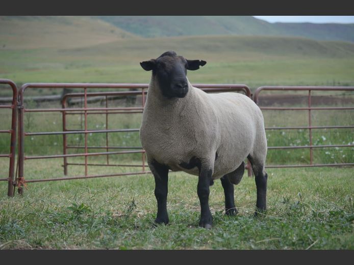 301 240074 | TWEESEUNS