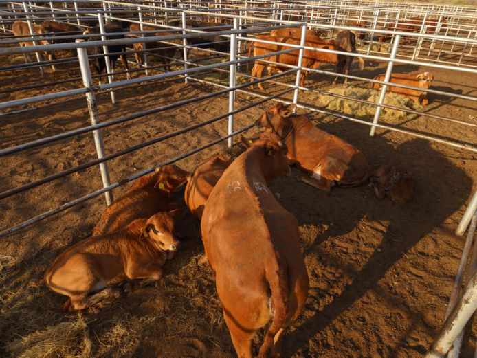 VAN NIEKERK PJ | DAIRY CATTLE 