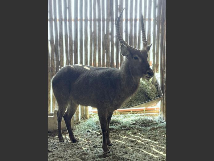 Waterbok Bul