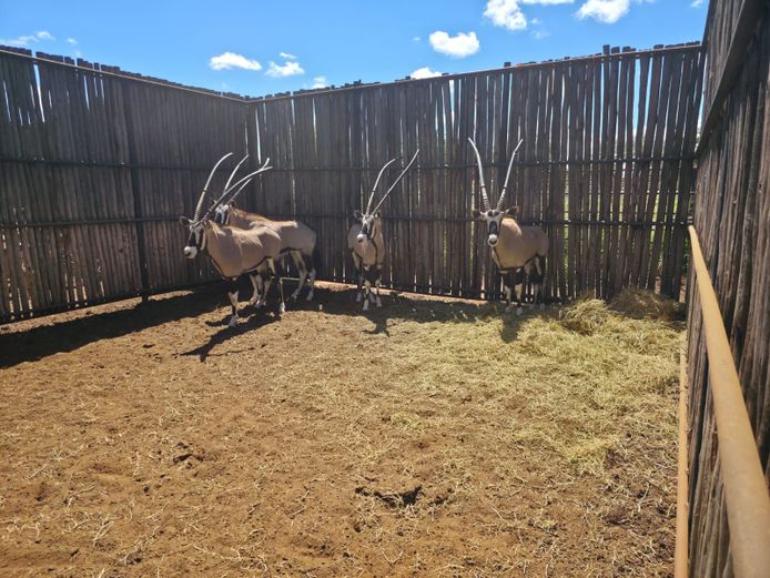 GEMSBOK