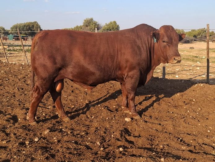 JJ 240065 | JOURIE BONSMARAS