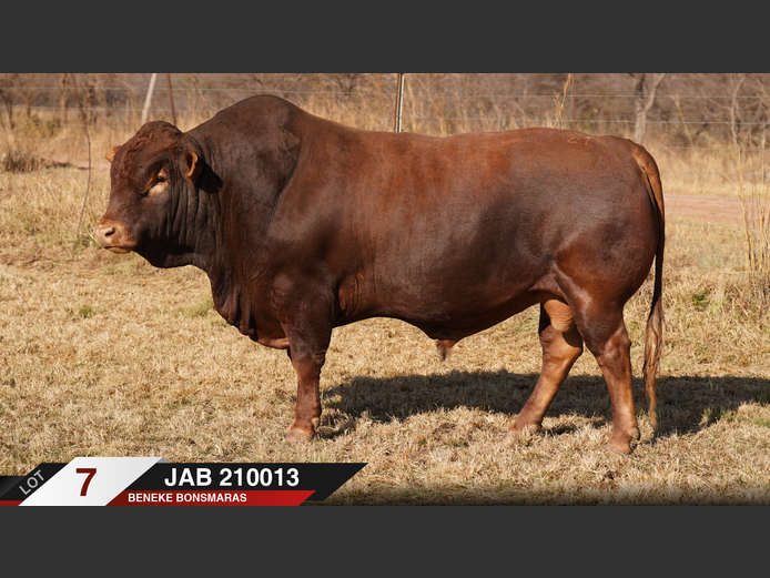 JAB210013 | J.A. BENEKE