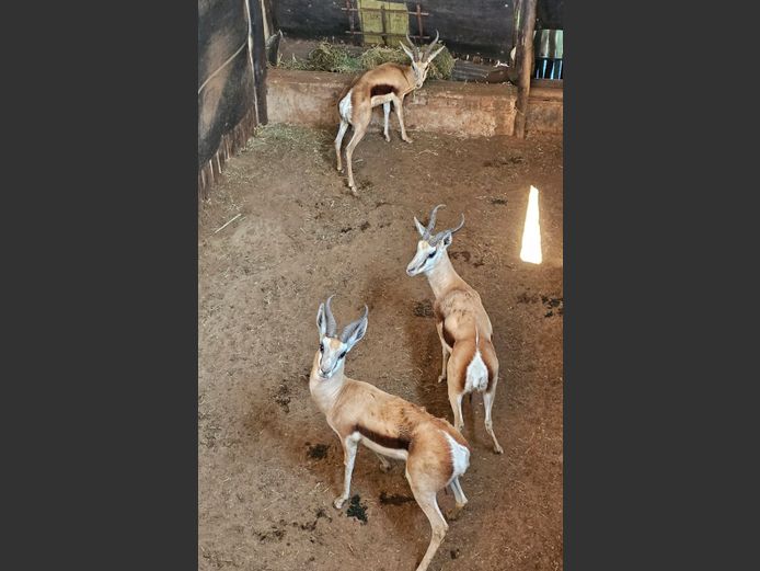 SPRINGBUCK | PRINS GAME