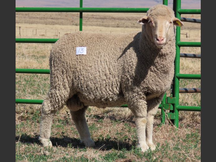 23 | Rooipoort Poenskop Merinos                
