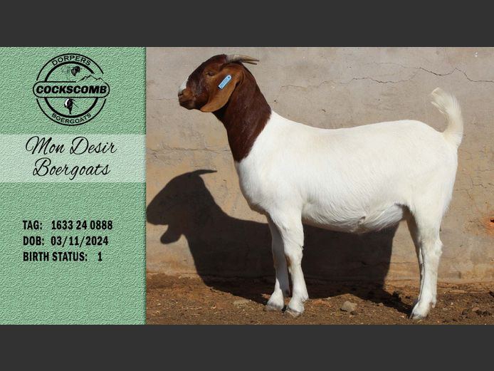 1633 23 0888 | Mon Desir Boergoats