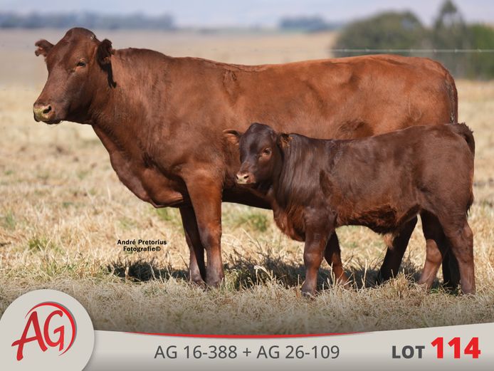 AG160388 | ARTHUR DE VILLIERS & SEUN