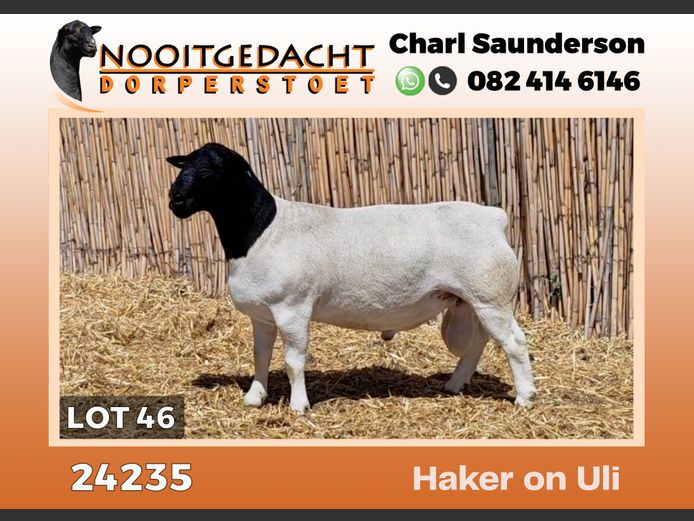 24235 | NOOITGEDACHT  DORPERS