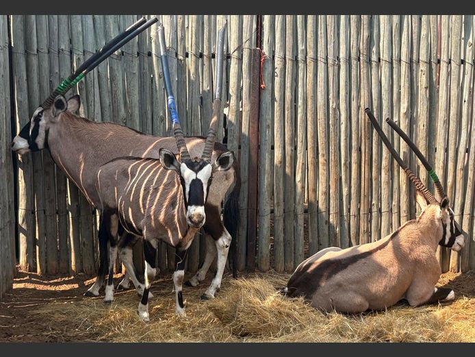 Gemsbok Bulle