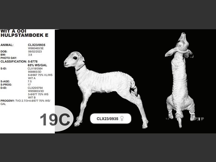 WIT A OOI HULPSTAMBOEK E | CLX23/0935 ♀