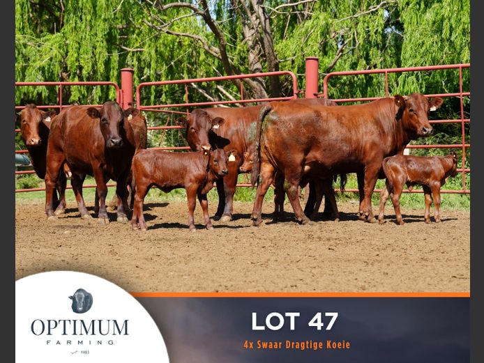 Commercial Animals | OPTIMUM FARMING M WIPPLINGER