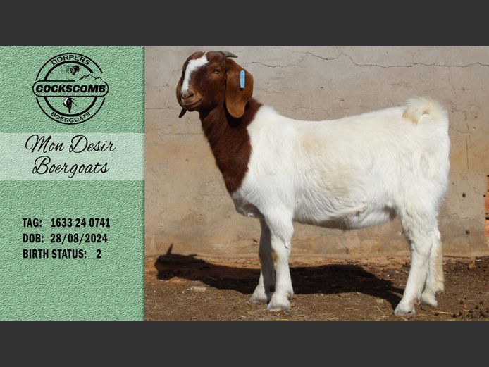 1633 24 0741 | Mon Desir Boergoats