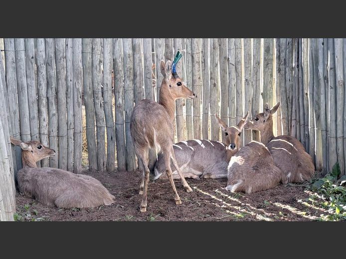 Rooi Ribbokke