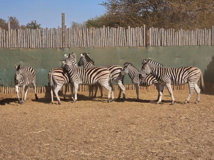 ZEBRA | FUMANIE LODGE