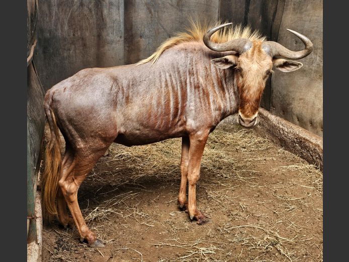 GOUE WILDEBEES | RDB SAFARIS