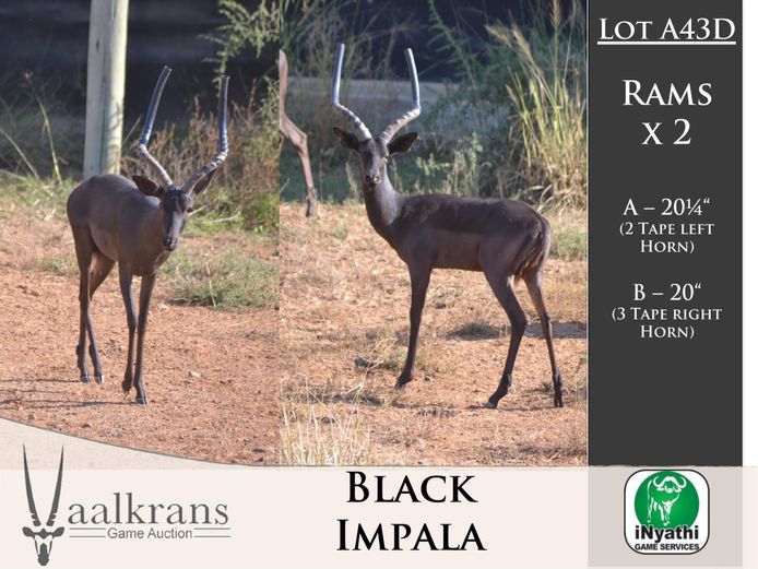 Black Impala Rams