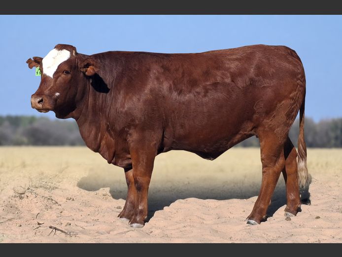 DB24197 | DUINBERG BOERDERY (PTY) LTD