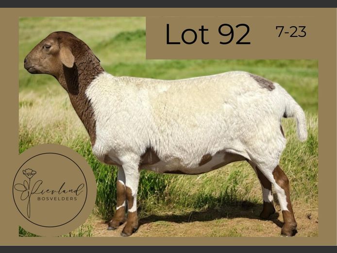 723 | LIEVLAND BOSVELDERS