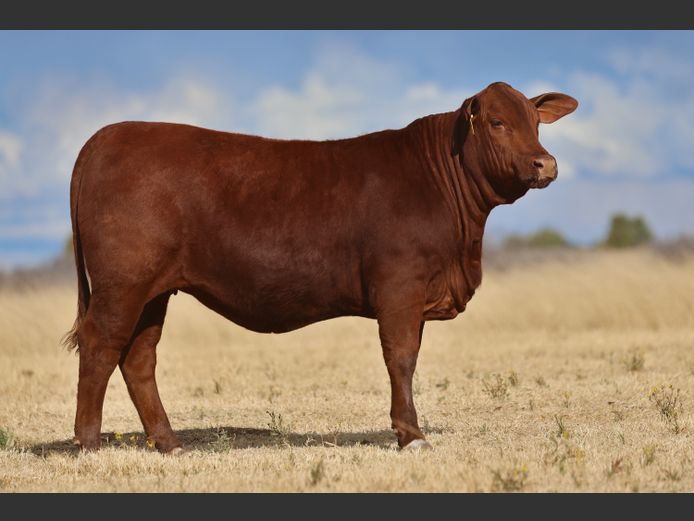 VV  240021 | T. DE JAGER