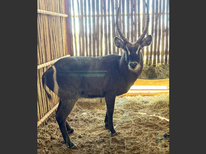 Waterbok Bul