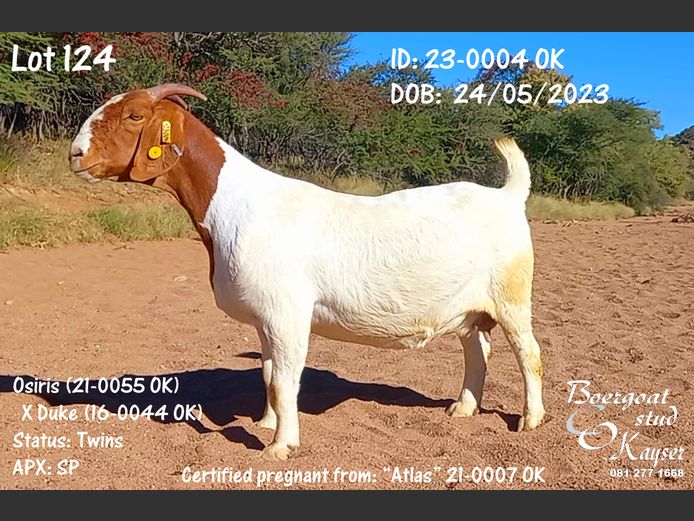 23-0004 OK | Kayser Boergoat Stud