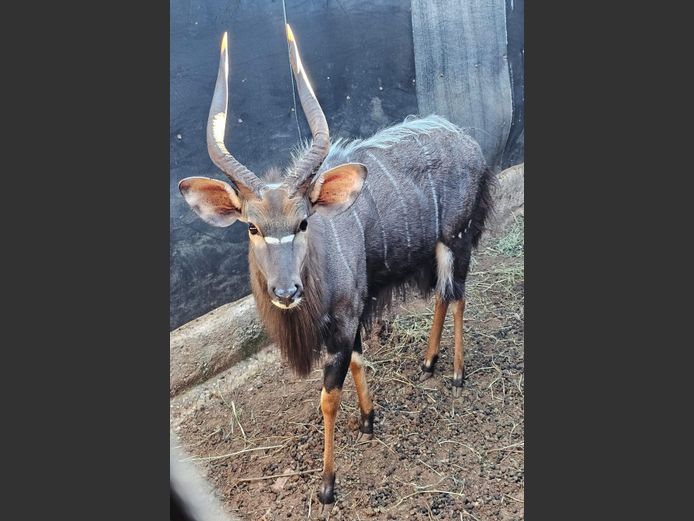 NYALA | COLOMBIA