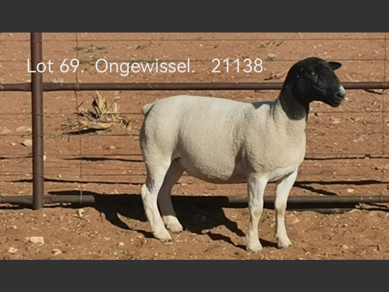 images