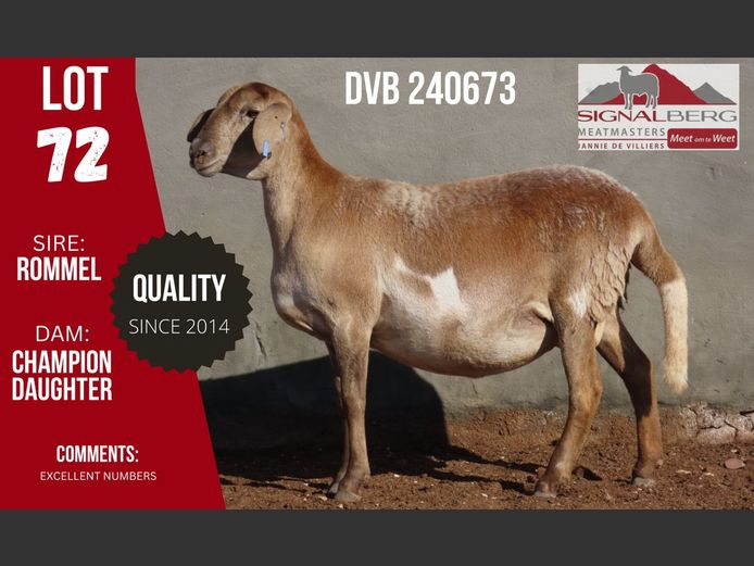 DVB 240673 | SIGNALBERG MEATMASTERS