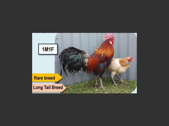 RED PHOENIX | ANNUAL MYTILUS AND ELOFF