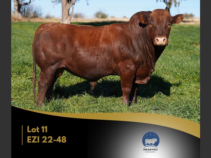 EZI 220048 | INKANYEZI BONSMARAS