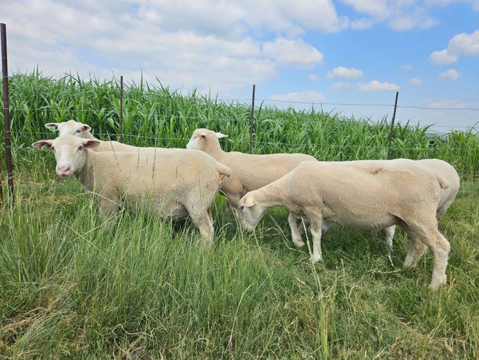 Commercial Animals | Hoogland Boerdery