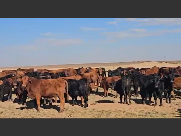 Weaners 